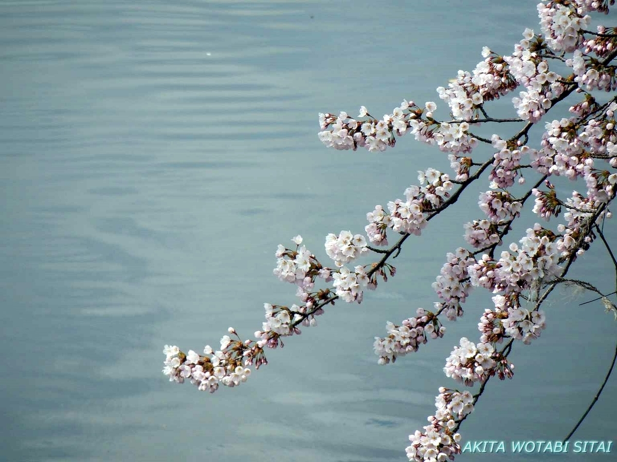 f:id:murabitosonoiti:20190421001957j:plain f:id:murabitosonoiti:20190421001957j:plain