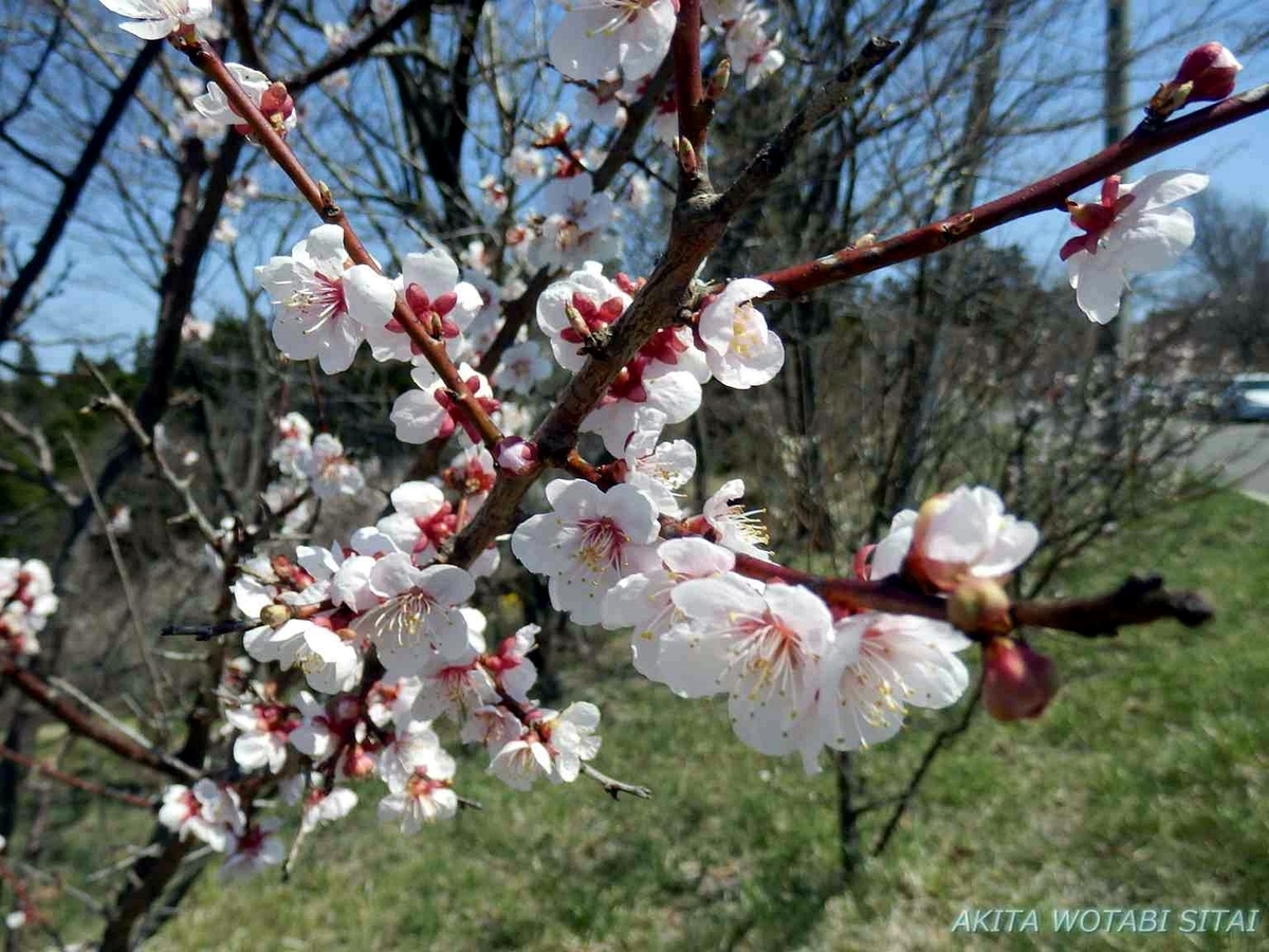 f:id:murabitosonoiti:20190425104347j:plain f:id:murabitosonoiti:20190425104347j:plain