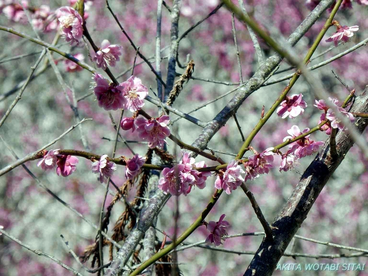 f:id:murabitosonoiti:20190425104518j:plain f:id:murabitosonoiti:20190425104518j:plain