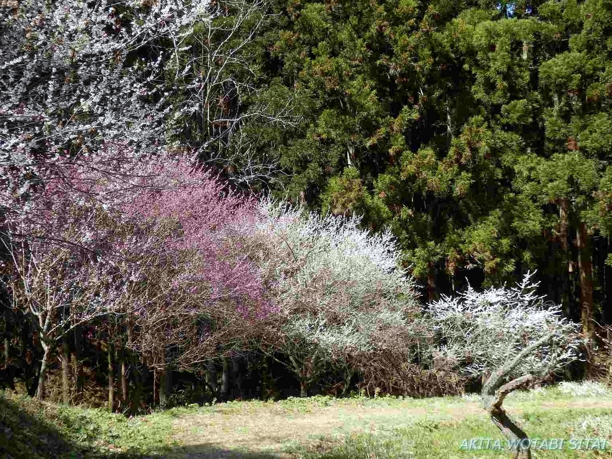 f:id:murabitosonoiti:20190425104702j:plain f:id:murabitosonoiti:20190425104702j:plain