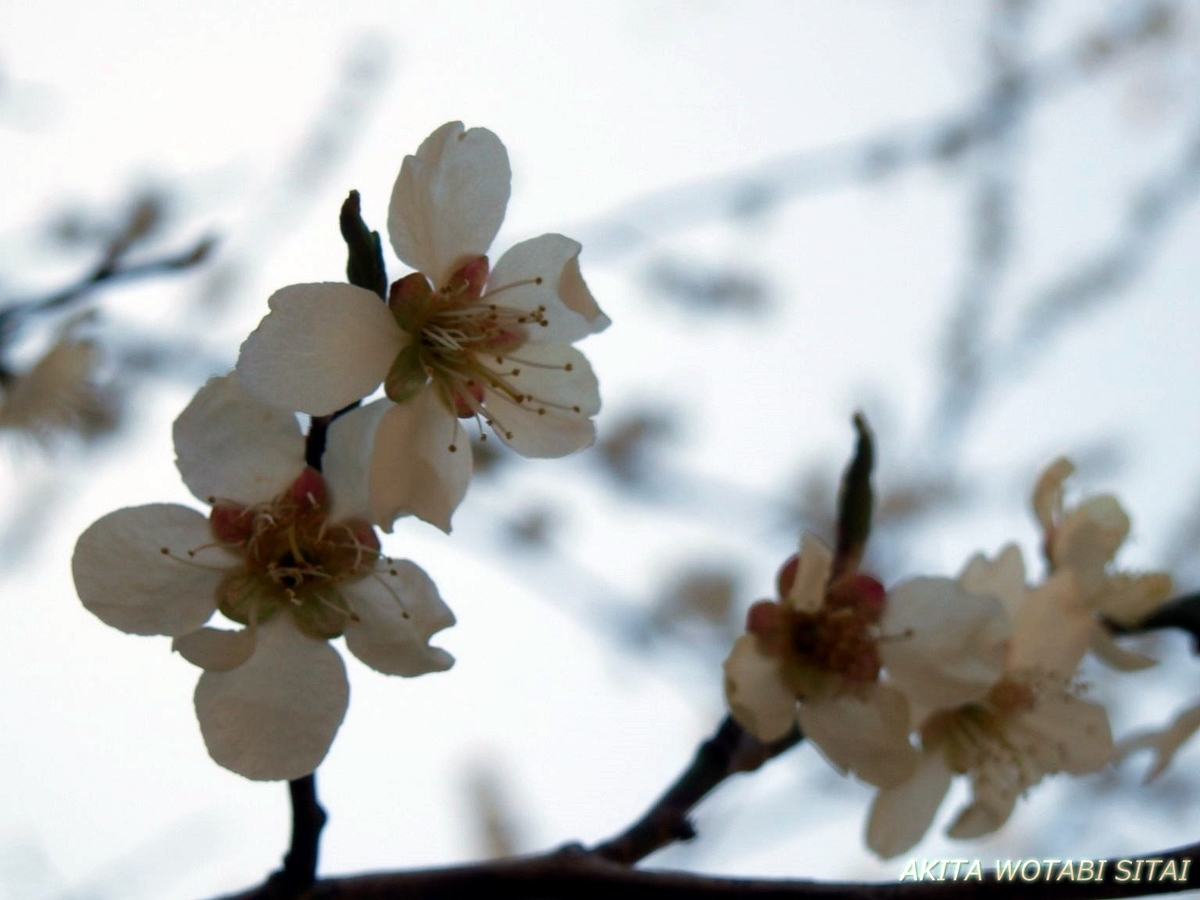 f:id:murabitosonoiti:20190425104920j:plain f:id:murabitosonoiti:20190425104920j:plain
