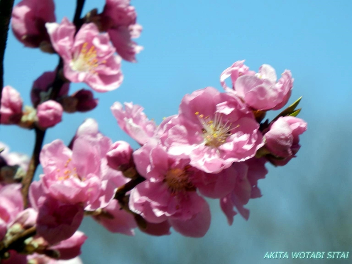 f:id:murabitosonoiti:20190425105023j:plain f:id:murabitosonoiti:20190425105023j:plain