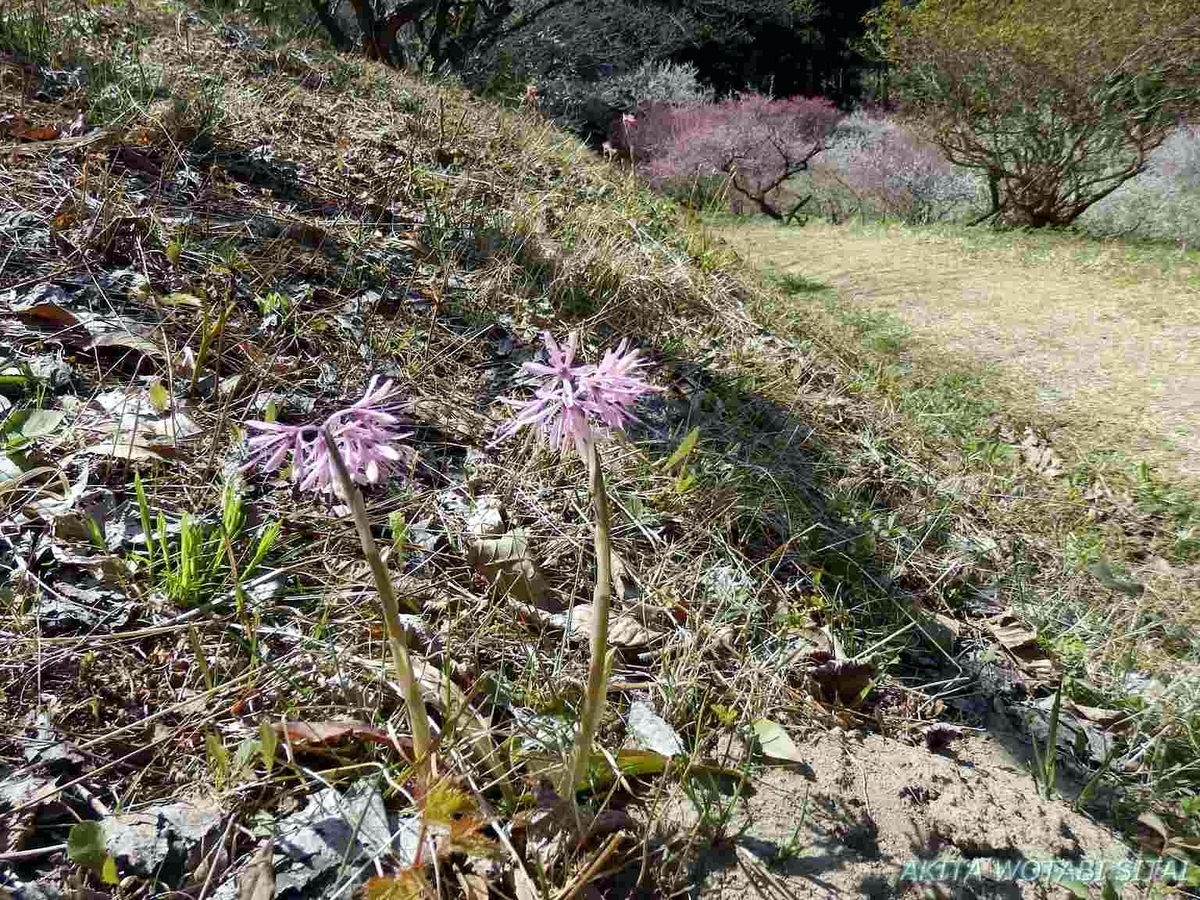 f:id:murabitosonoiti:20190425105451j:plain f:id:murabitosonoiti:20190425105451j:plain