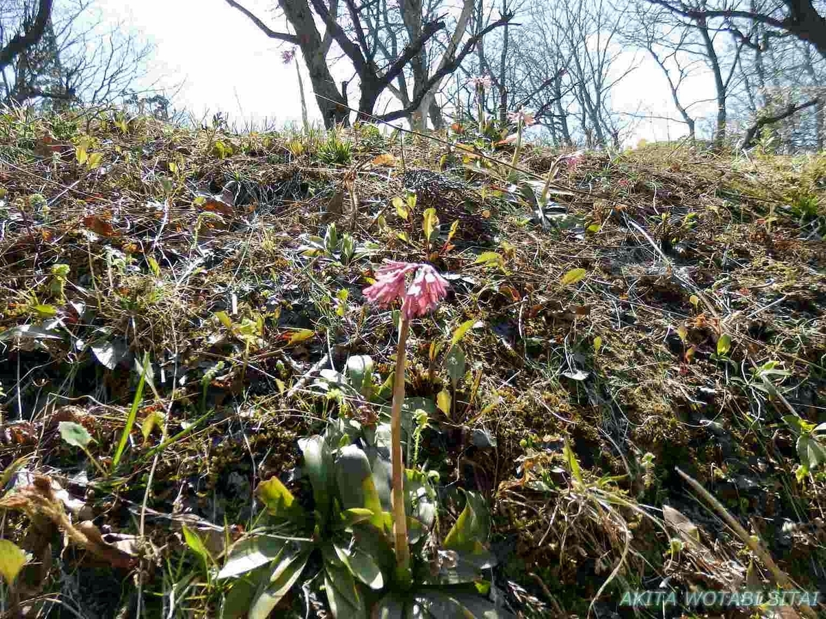 f:id:murabitosonoiti:20190425105510j:plain f:id:murabitosonoiti:20190425105510j:plain