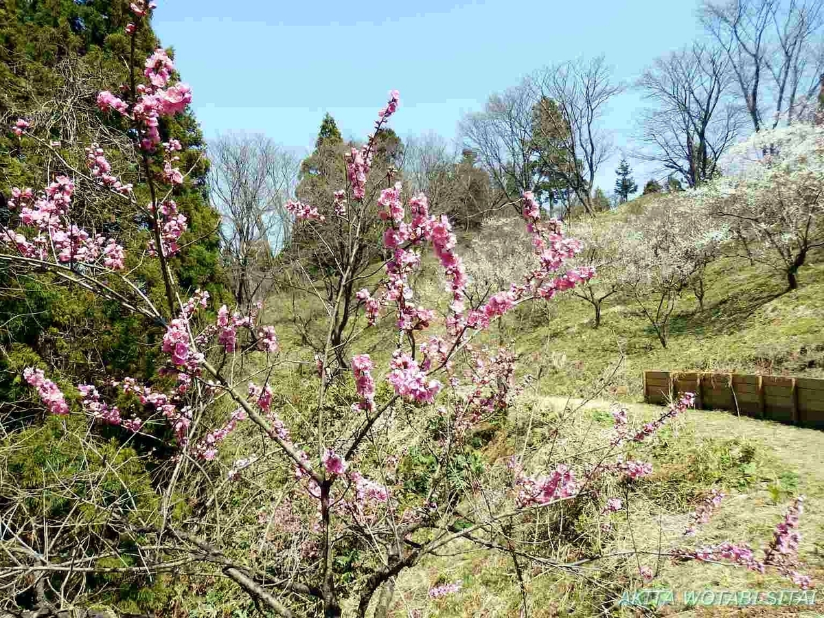 f:id:murabitosonoiti:20190425105726j:plain f:id:murabitosonoiti:20190425105726j:plain