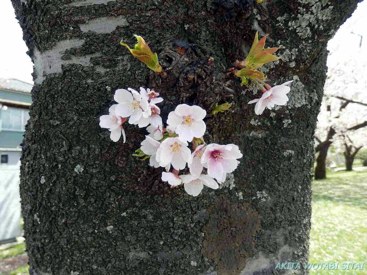 f:id:murabitosonoiti:20190425155813j:plain
