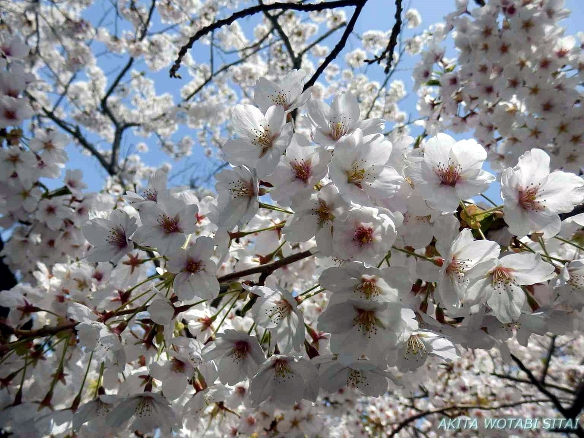 f:id:murabitosonoiti:20190425161254j:plain