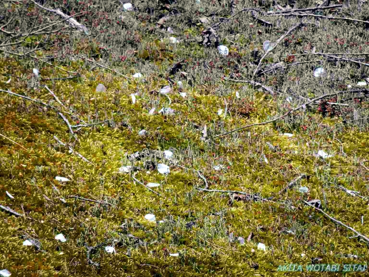 f:id:murabitosonoiti:20190430093735j:plain f:id:murabitosonoiti:20190430093735j:plain