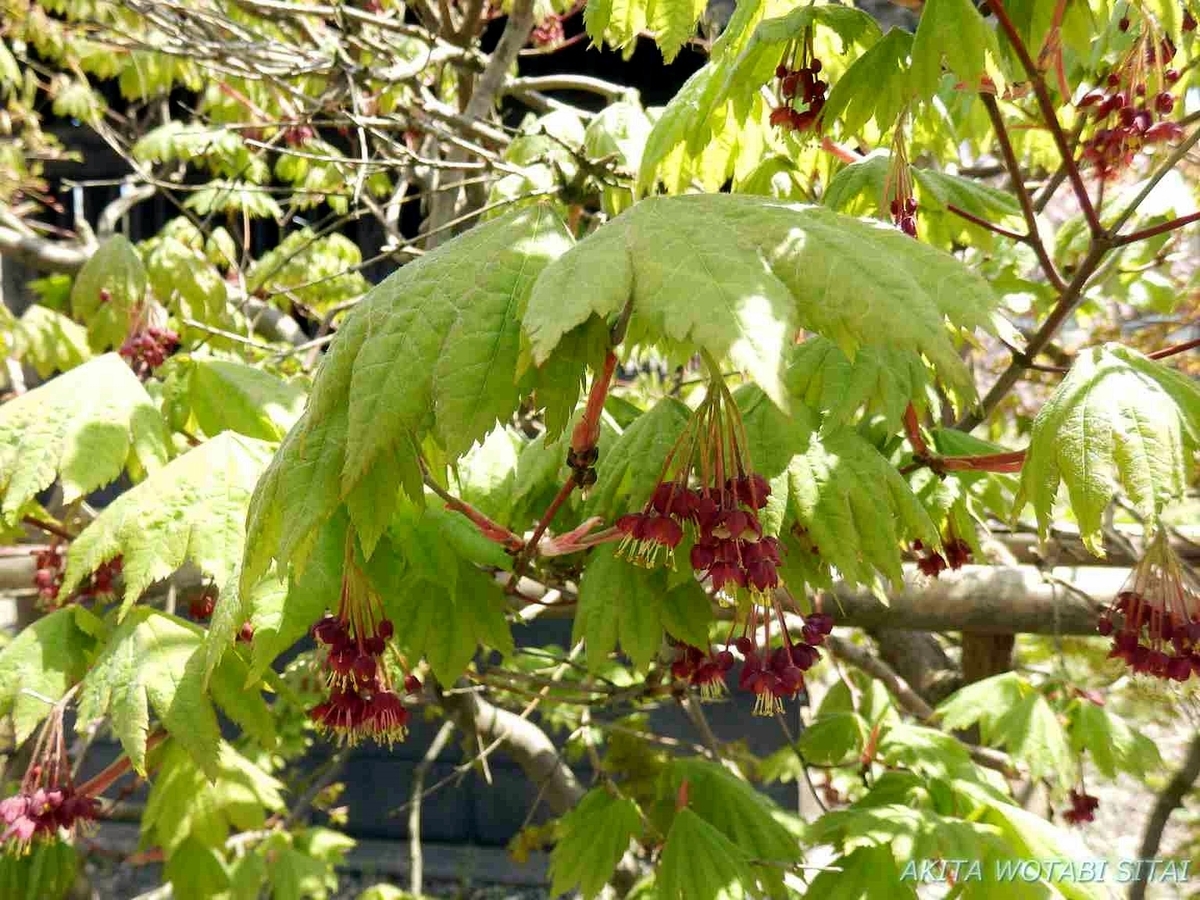 f:id:murabitosonoiti:20190430095856j:plain f:id:murabitosonoiti:20190430095856j:plain