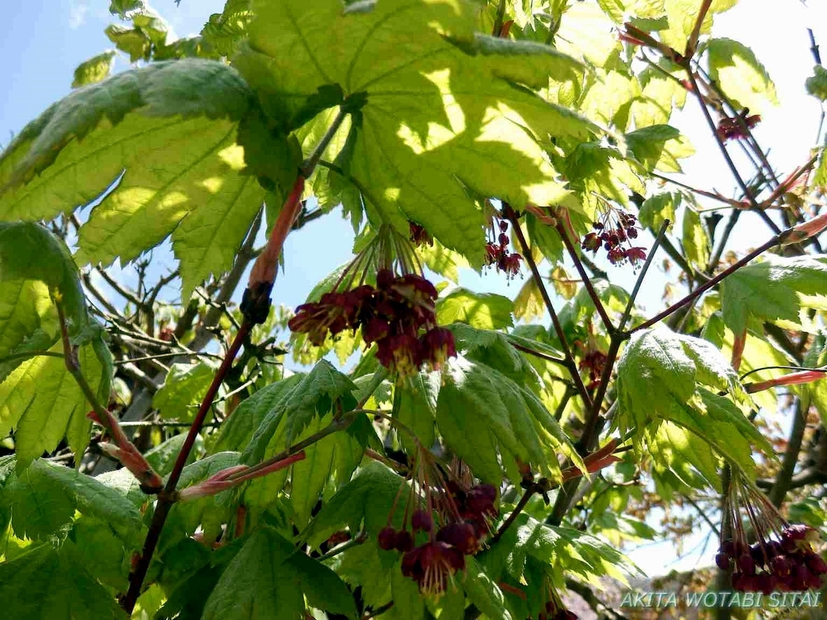 f:id:murabitosonoiti:20190430095907j:plain f:id:murabitosonoiti:20190430095907j:plain