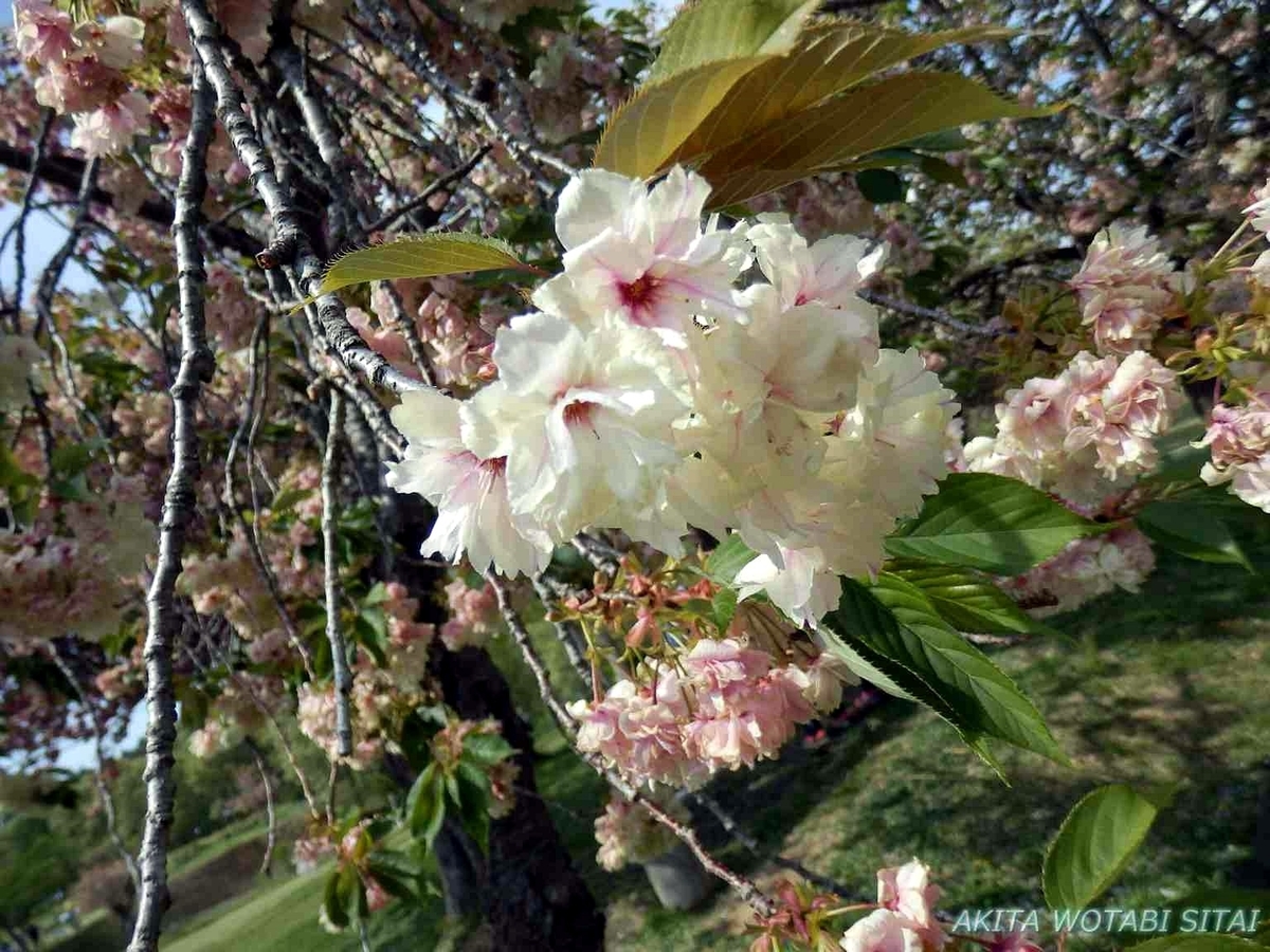 f:id:murabitosonoiti:20190517153809j:plain f:id:murabitosonoiti:20190517153809j:plain