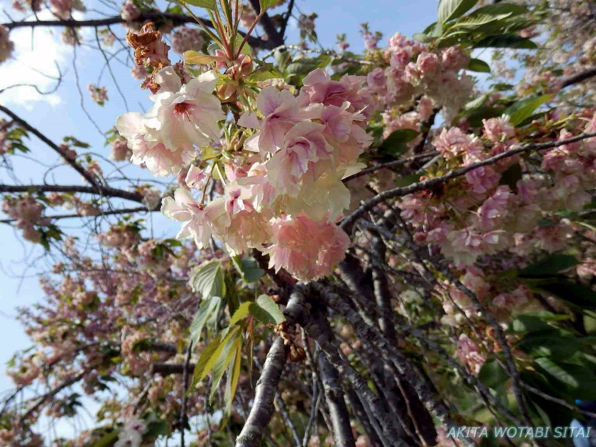 f:id:murabitosonoiti:20190517153939j:plain f:id:murabitosonoiti:20190517153939j:plain