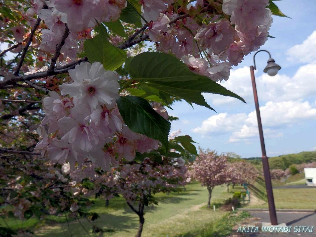 f:id:murabitosonoiti:20190517154333j:plain f:id:murabitosonoiti:20190517154333j:plain
