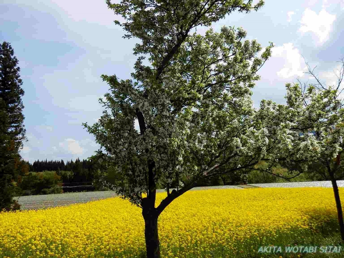 f:id:murabitosonoiti:20190517155425j:plain f:id:murabitosonoiti:20190517155425j:plain