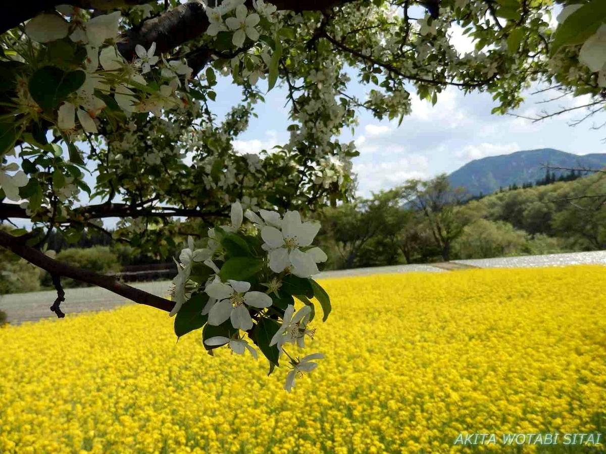 f:id:murabitosonoiti:20190517155513j:plain f:id:murabitosonoiti:20190517155513j:plain