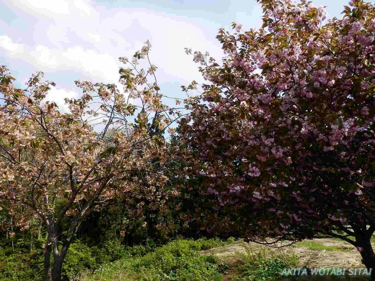 f:id:murabitosonoiti:20190517155748j:plain f:id:murabitosonoiti:20190517155748j:plain
