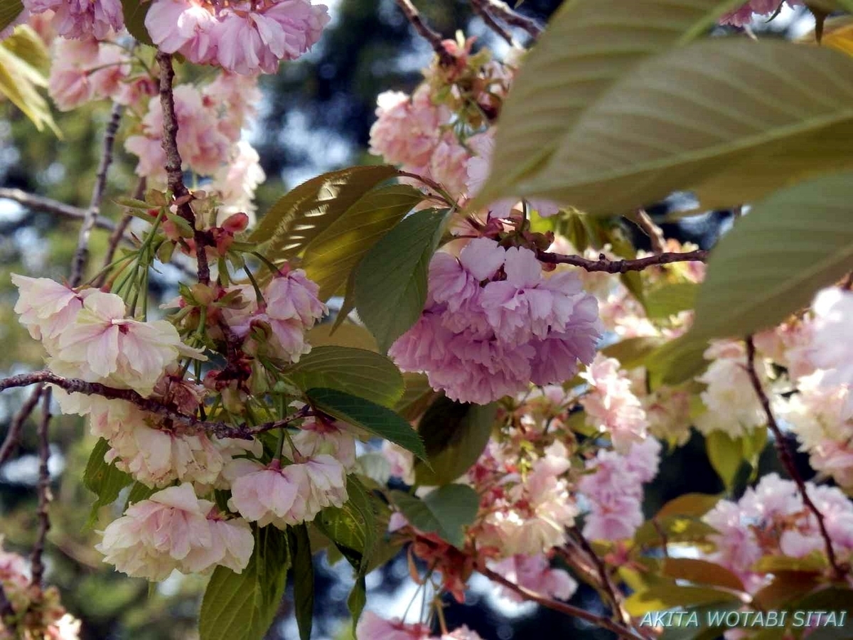 f:id:murabitosonoiti:20190517155949j:plain f:id:murabitosonoiti:20190517155949j:plain