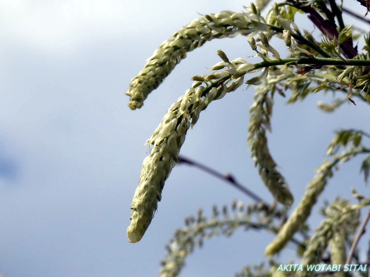 f:id:murabitosonoiti:20190517161950j:plain f:id:murabitosonoiti:20190517161950j:plain