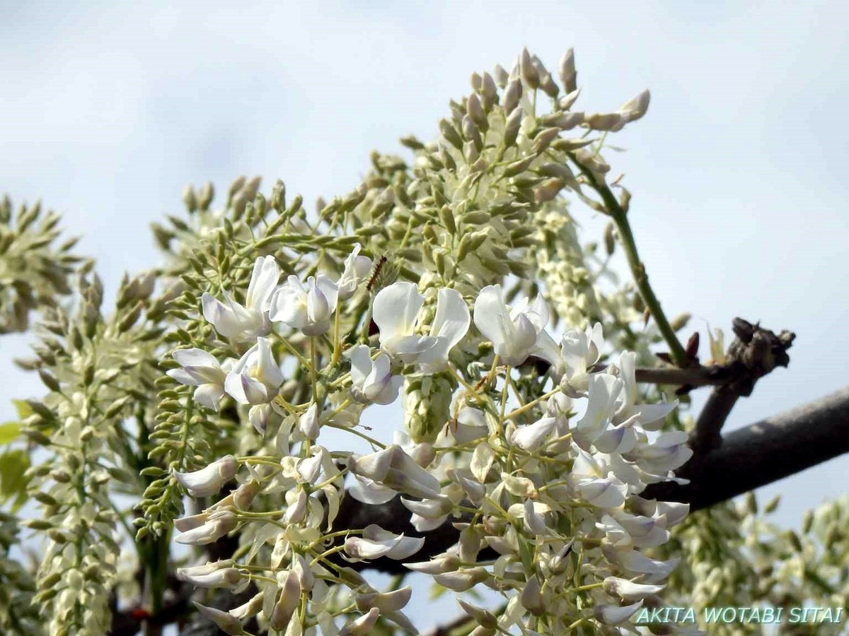 f:id:murabitosonoiti:20190517162056j:plain f:id:murabitosonoiti:20190517162056j:plain