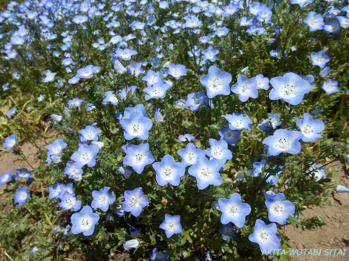 f:id:murabitosonoiti:20190518100413j:plain f:id:murabitosonoiti:20190518100413j:plain
