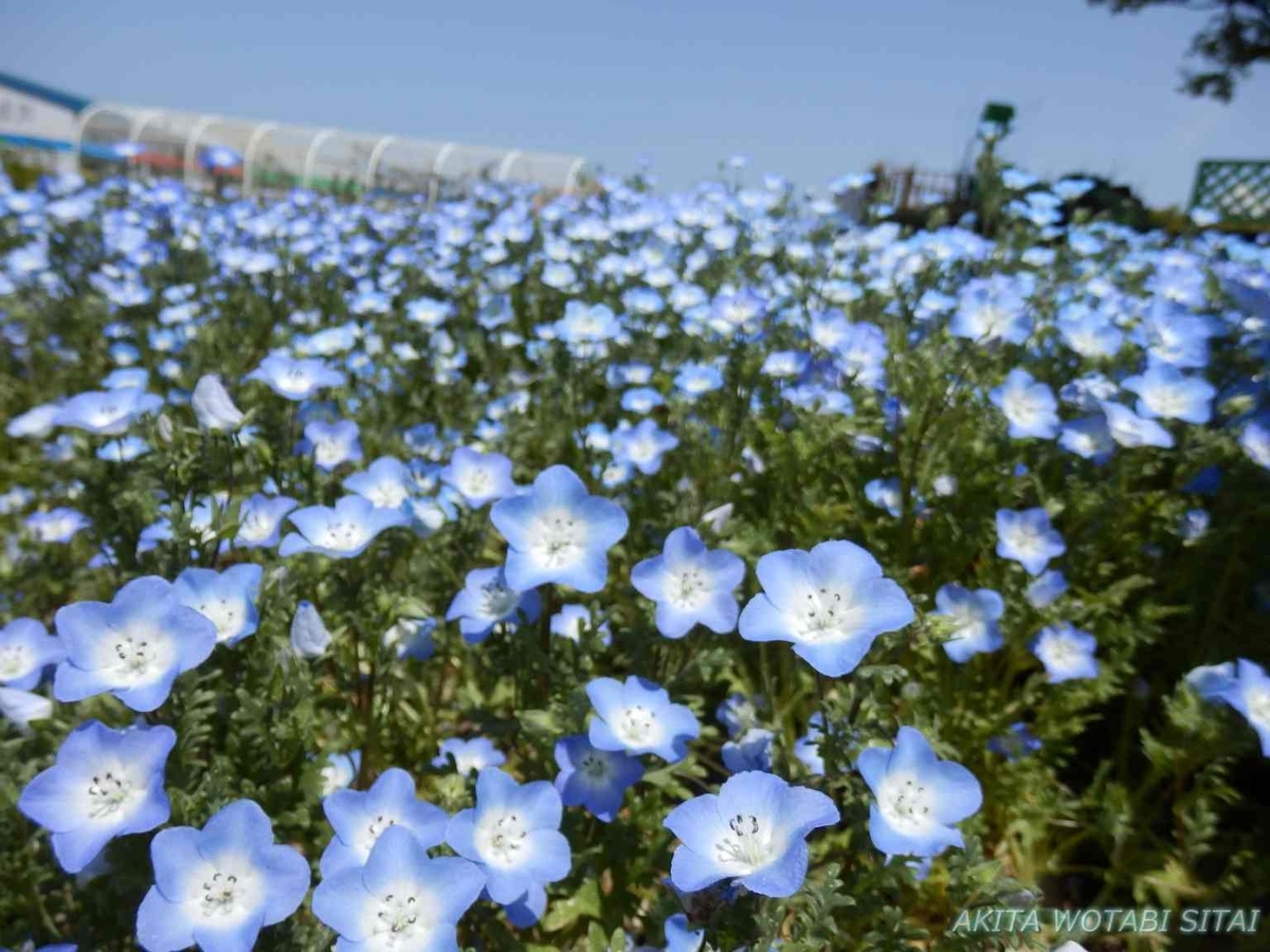f:id:murabitosonoiti:20190518100425j:plain f:id:murabitosonoiti:20190518100425j:plain