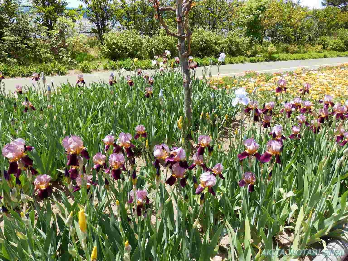 f:id:murabitosonoiti:20190518122444j:plain f:id:murabitosonoiti:20190518122444j:plain