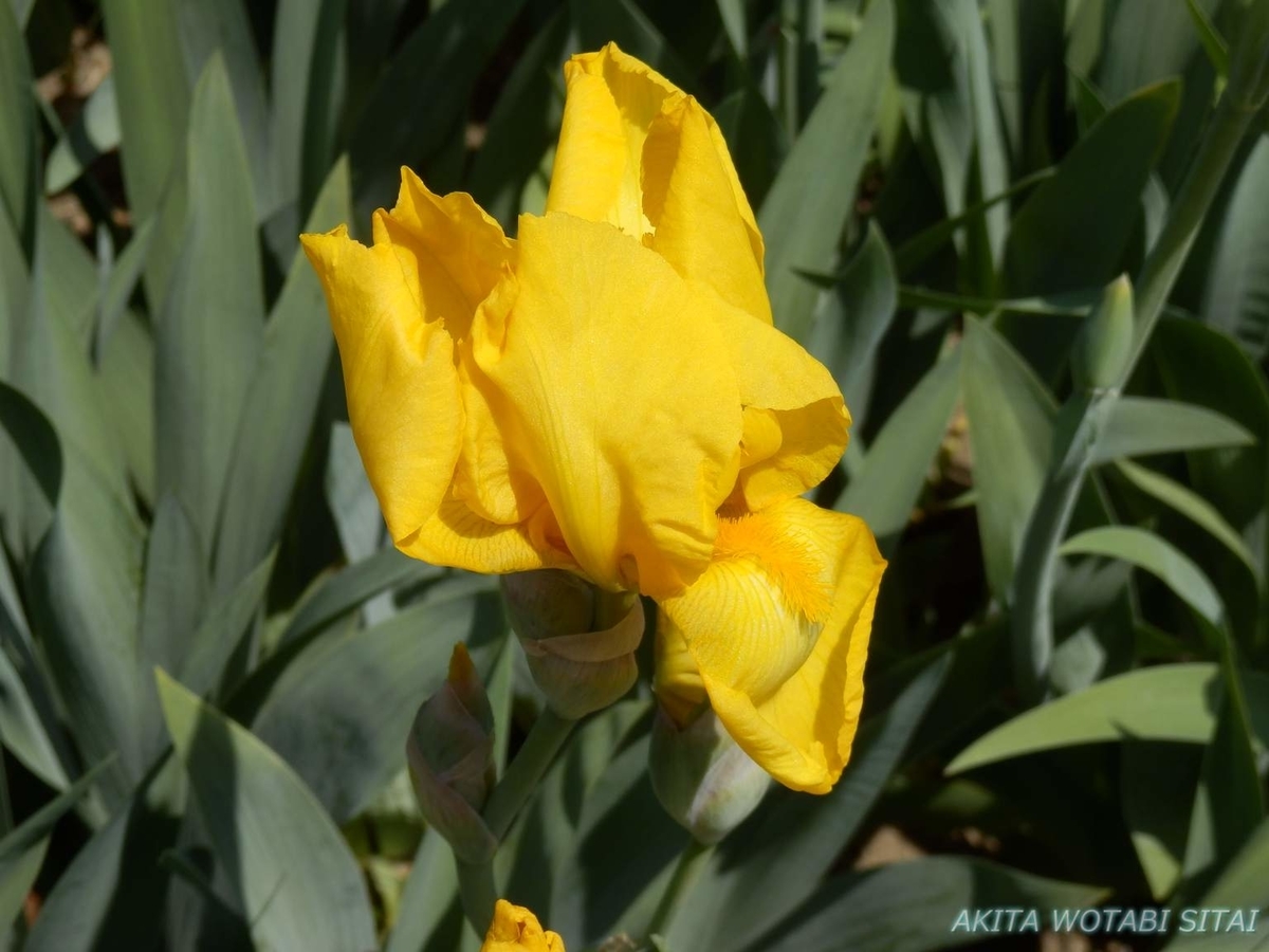 f:id:murabitosonoiti:20190518122547j:plain f:id:murabitosonoiti:20190518122547j:plain