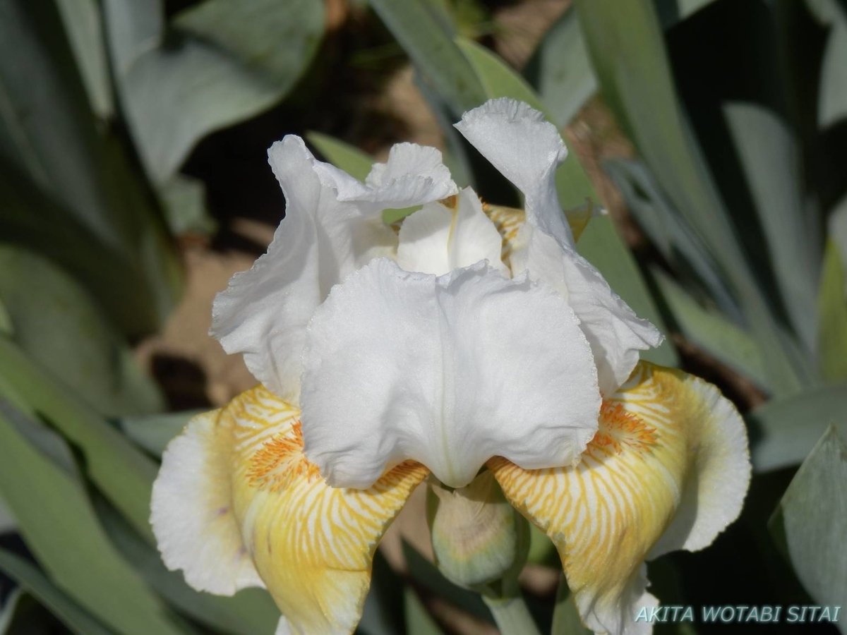 f:id:murabitosonoiti:20190518122556j:plain f:id:murabitosonoiti:20190518122556j:plain