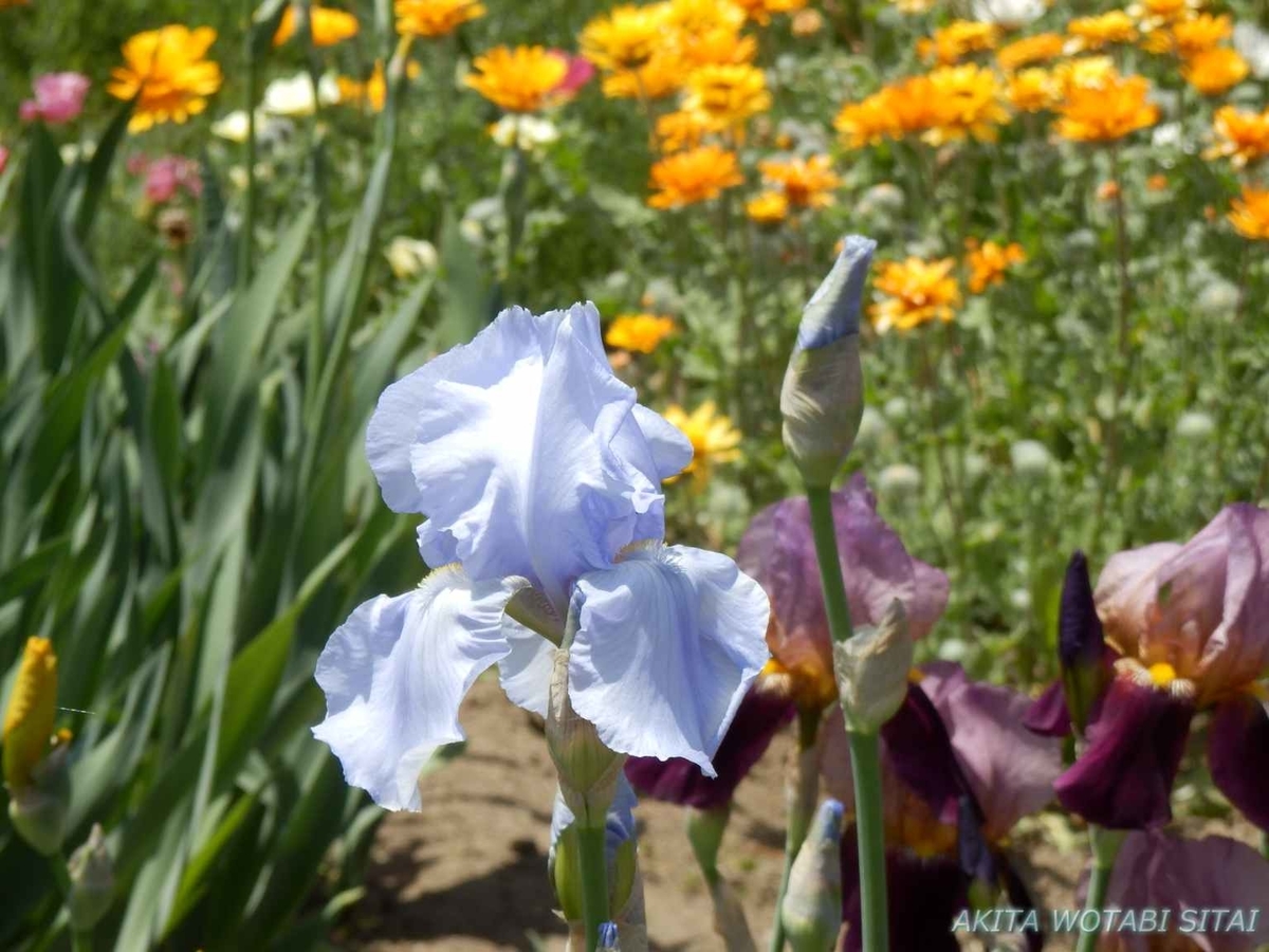 f:id:murabitosonoiti:20190518122605j:plain f:id:murabitosonoiti:20190518122605j:plain