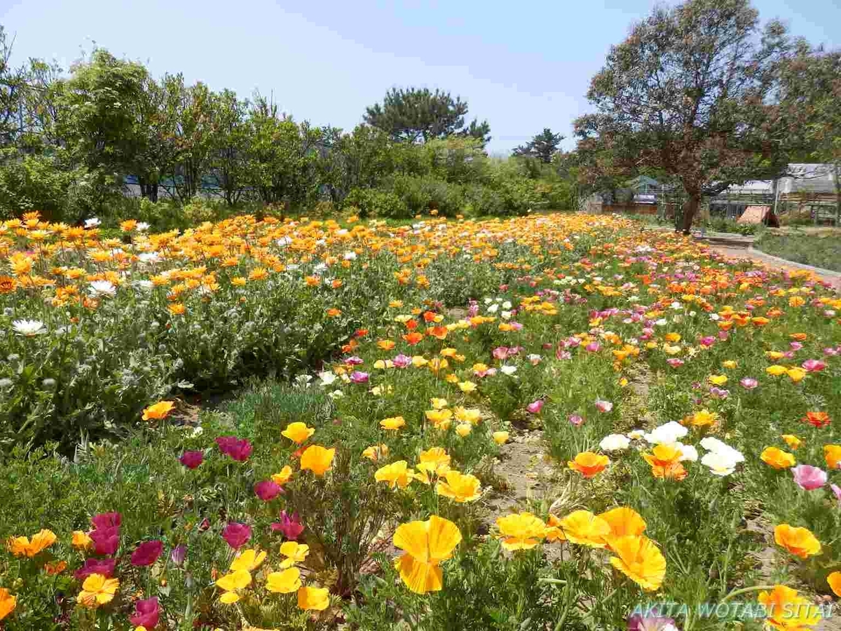 f:id:murabitosonoiti:20190518122946j:plain f:id:murabitosonoiti:20190518122946j:plain