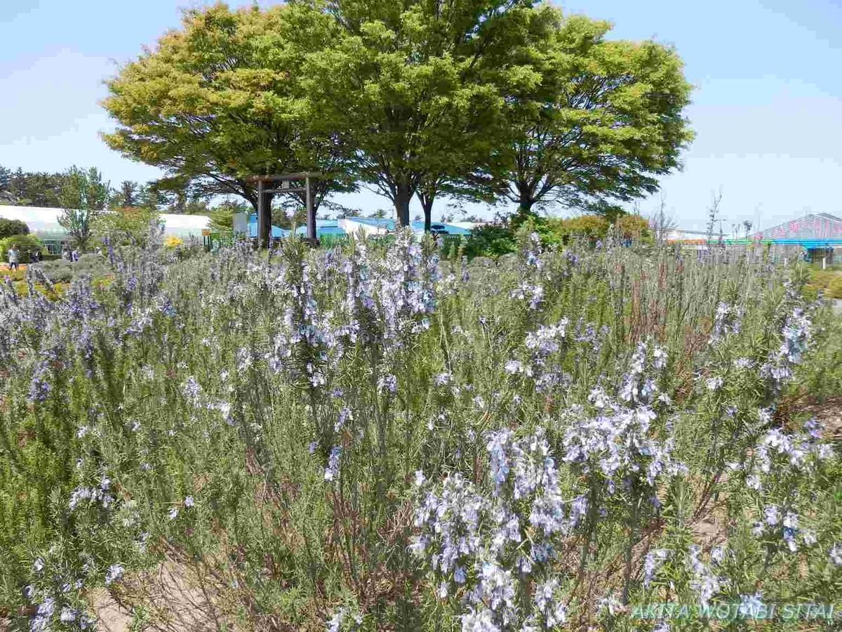 f:id:murabitosonoiti:20190518123033j:plain f:id:murabitosonoiti:20190518123033j:plain