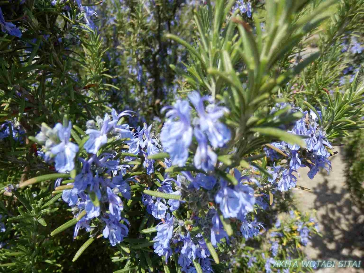 f:id:murabitosonoiti:20190518123138j:plain f:id:murabitosonoiti:20190518123138j:plain