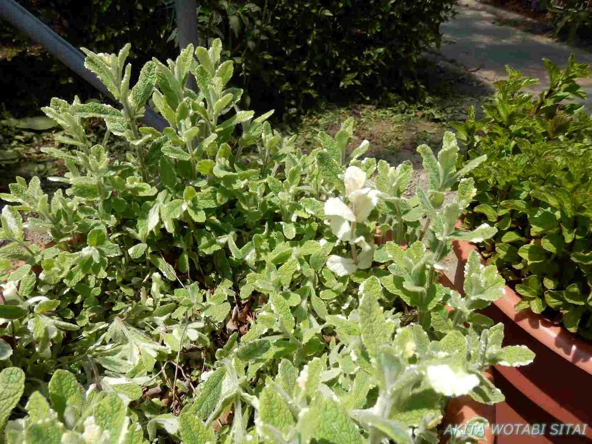 f:id:murabitosonoiti:20190522110956j:plain f:id:murabitosonoiti:20190522110956j:plain