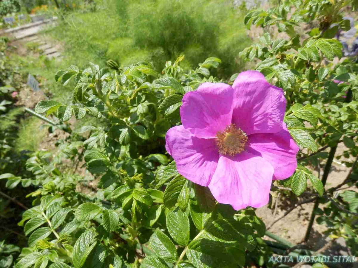 f:id:murabitosonoiti:20190522111639j:plain f:id:murabitosonoiti:20190522111639j:plain