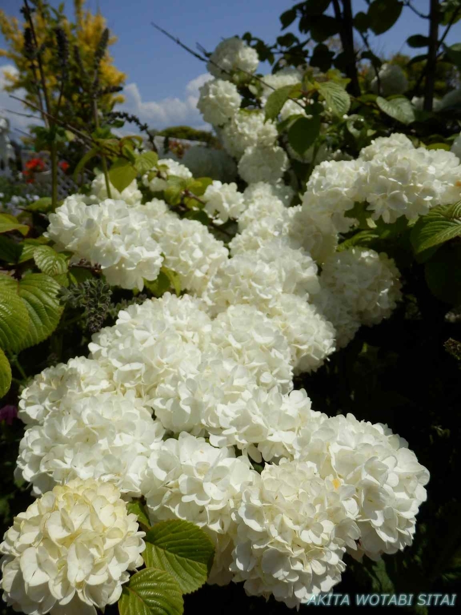 f:id:murabitosonoiti:20190522111858j:plain f:id:murabitosonoiti:20190522111858j:plain