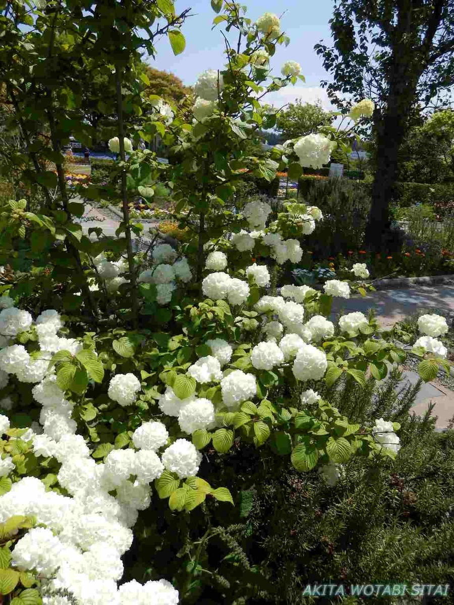 f:id:murabitosonoiti:20190522111911j:plain f:id:murabitosonoiti:20190522111911j:plain