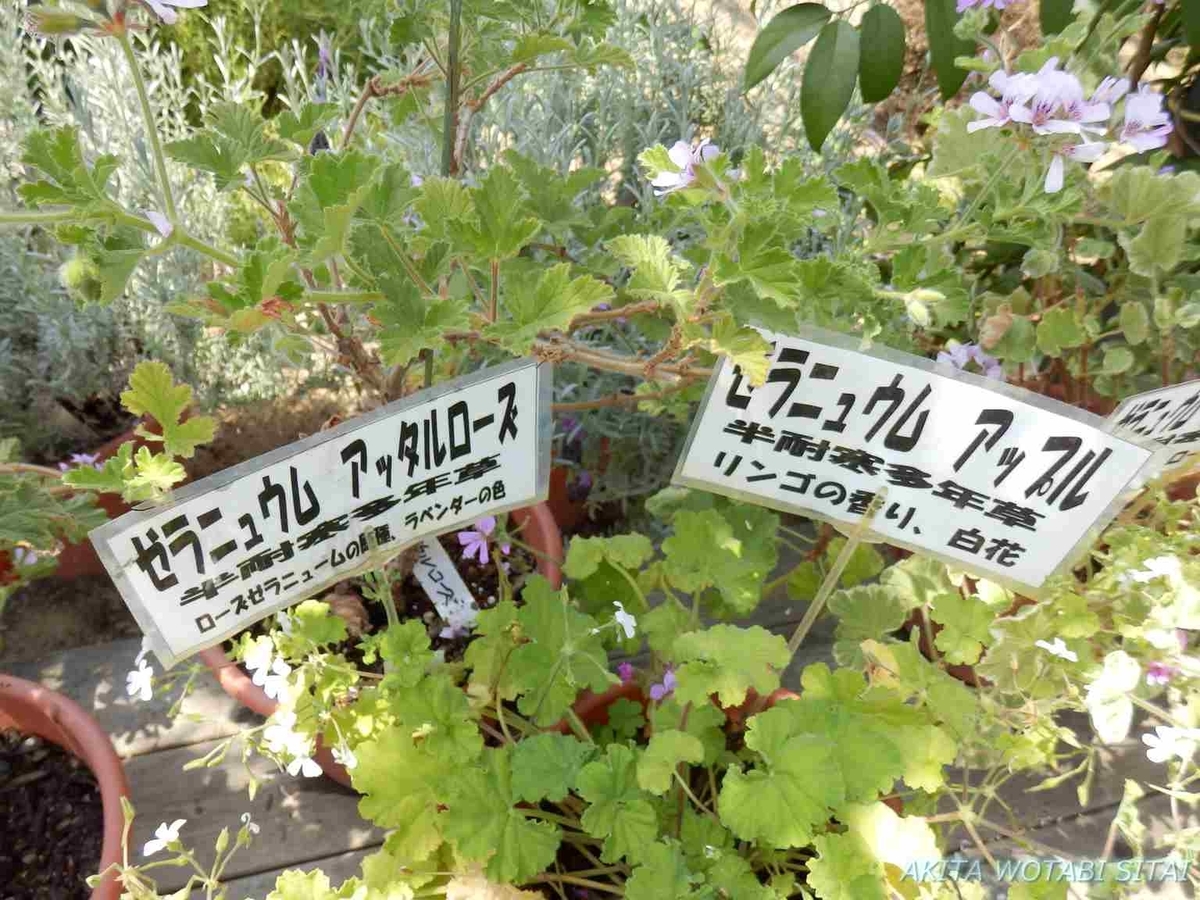 f:id:murabitosonoiti:20190522113719j:plain f:id:murabitosonoiti:20190522113719j:plain