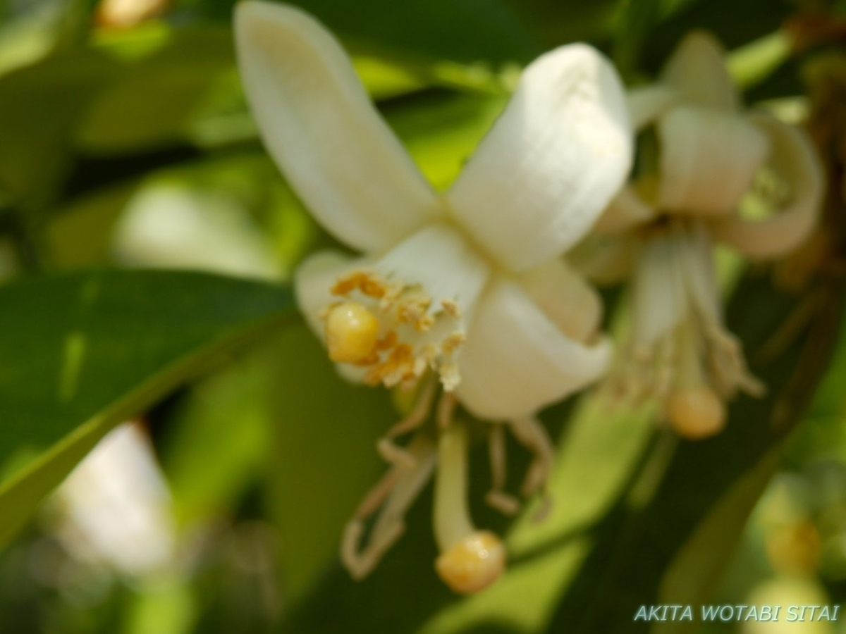 f:id:murabitosonoiti:20190522113835j:plain f:id:murabitosonoiti:20190522113835j:plain