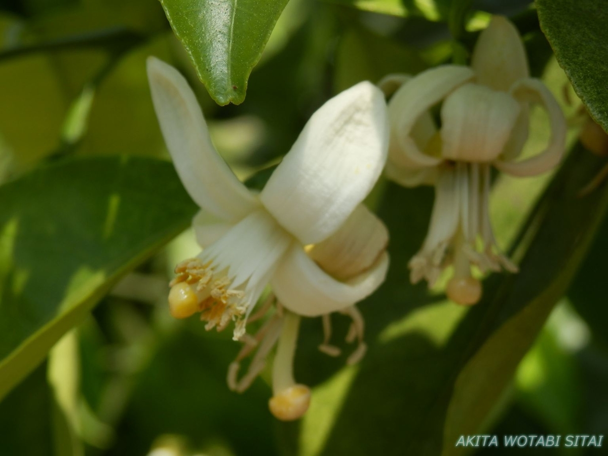 f:id:murabitosonoiti:20190522113915j:plain f:id:murabitosonoiti:20190522113915j:plain