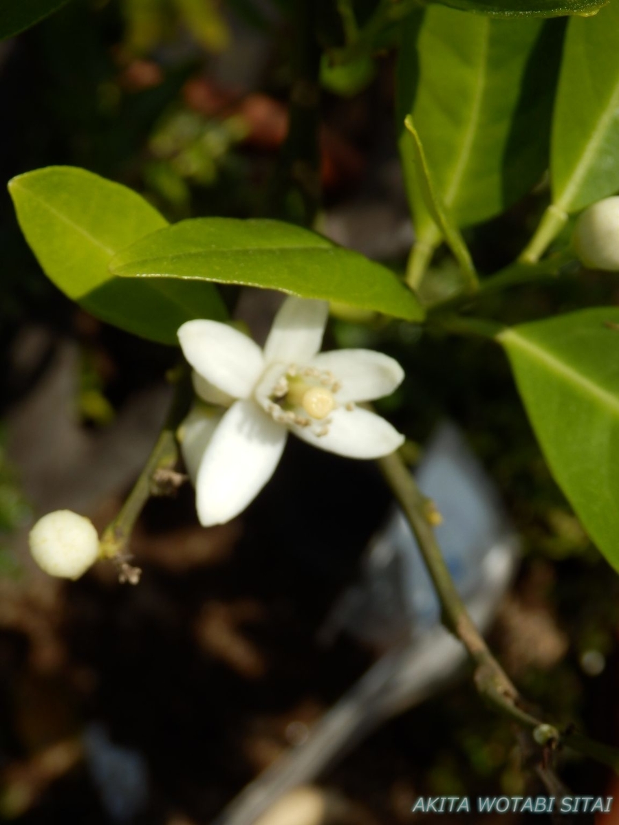 f:id:murabitosonoiti:20190522114115j:plain f:id:murabitosonoiti:20190522114115j:plain