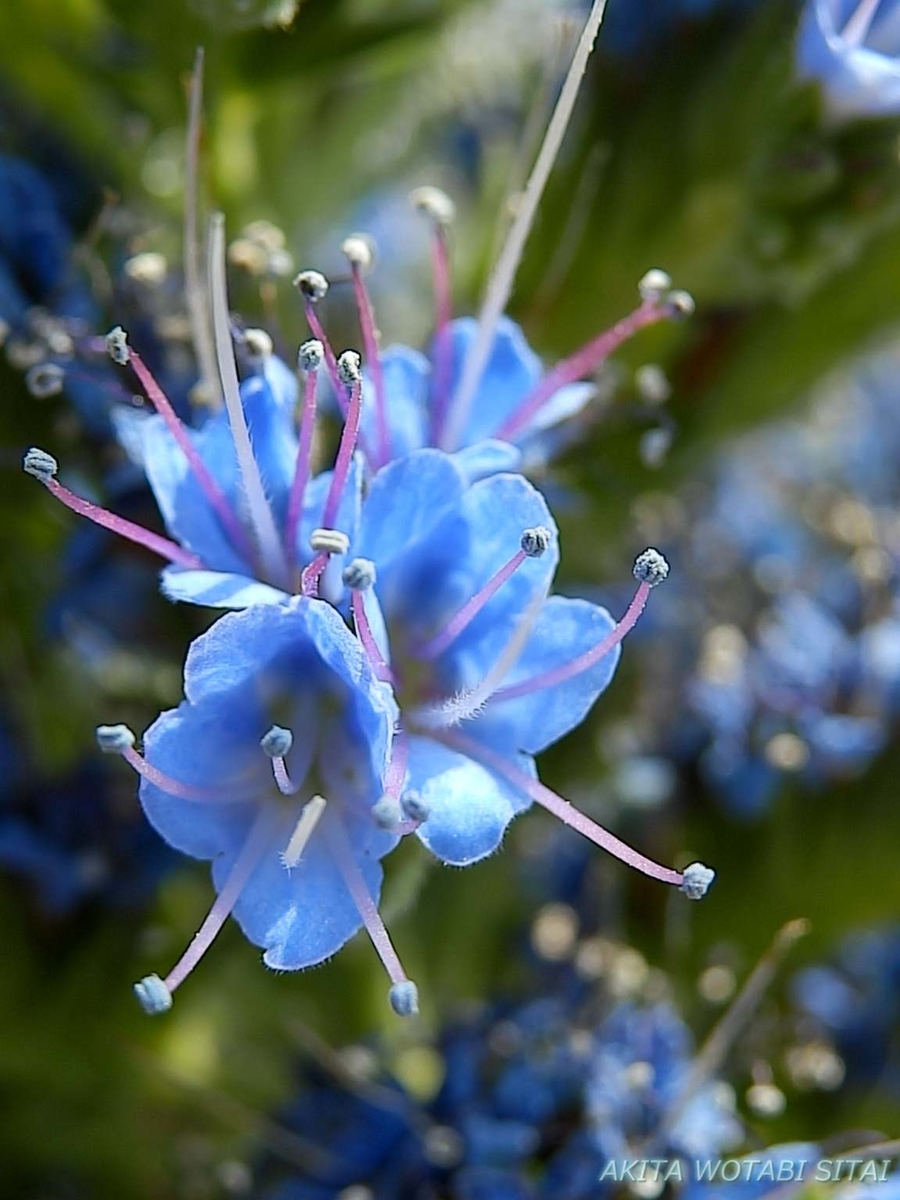 f:id:murabitosonoiti:20190522114928j:plain f:id:murabitosonoiti:20190522114928j:plain