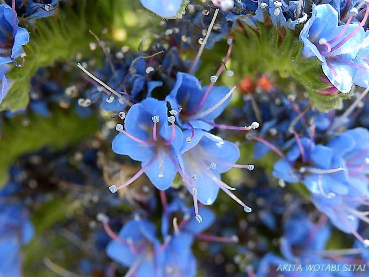 f:id:murabitosonoiti:20190522114937j:plain f:id:murabitosonoiti:20190522114937j:plain