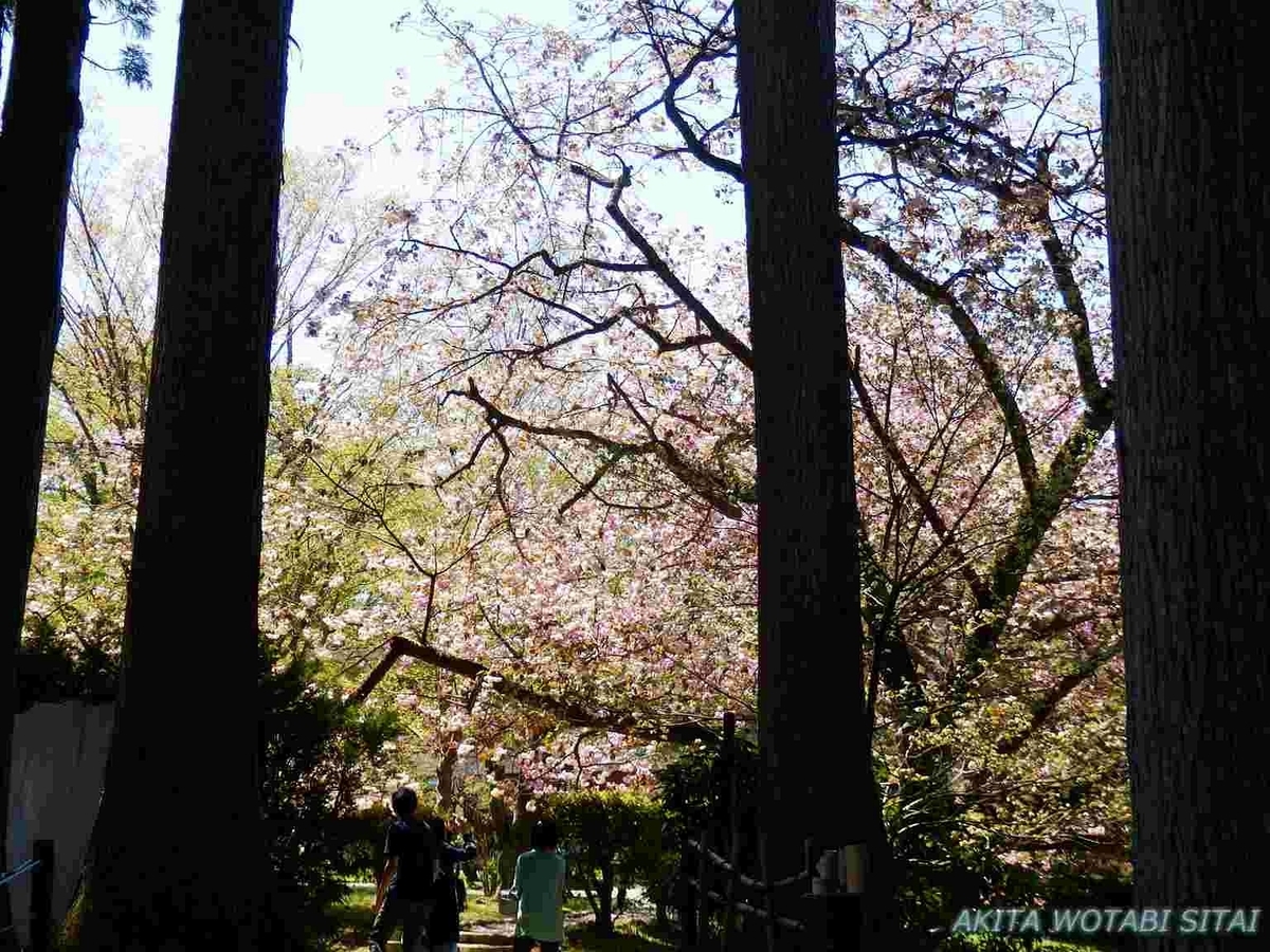 f:id:murabitosonoiti:20190607163945j:plain