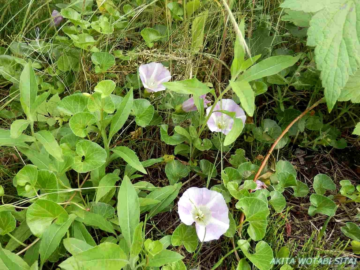 f:id:murabitosonoiti:20190619152147j:plain