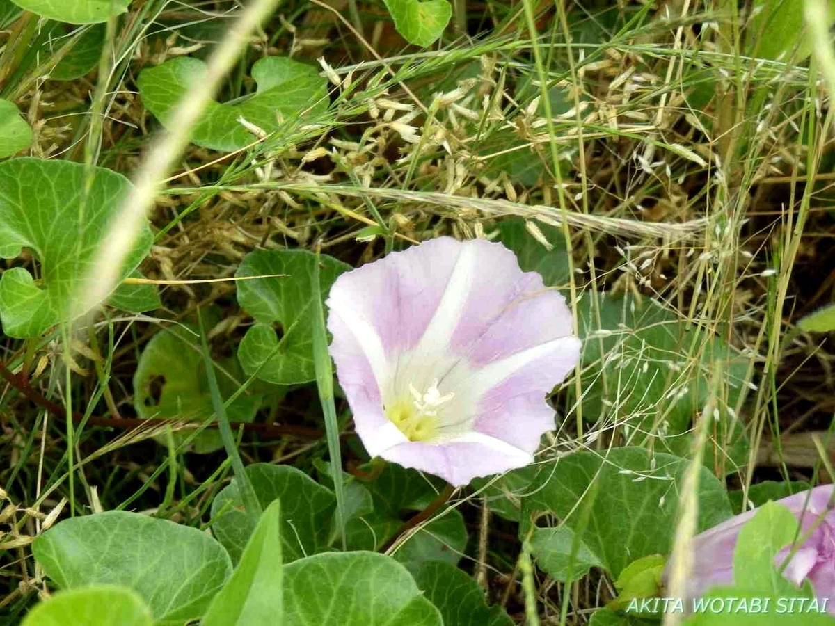 f:id:murabitosonoiti:20190619152214j:plain