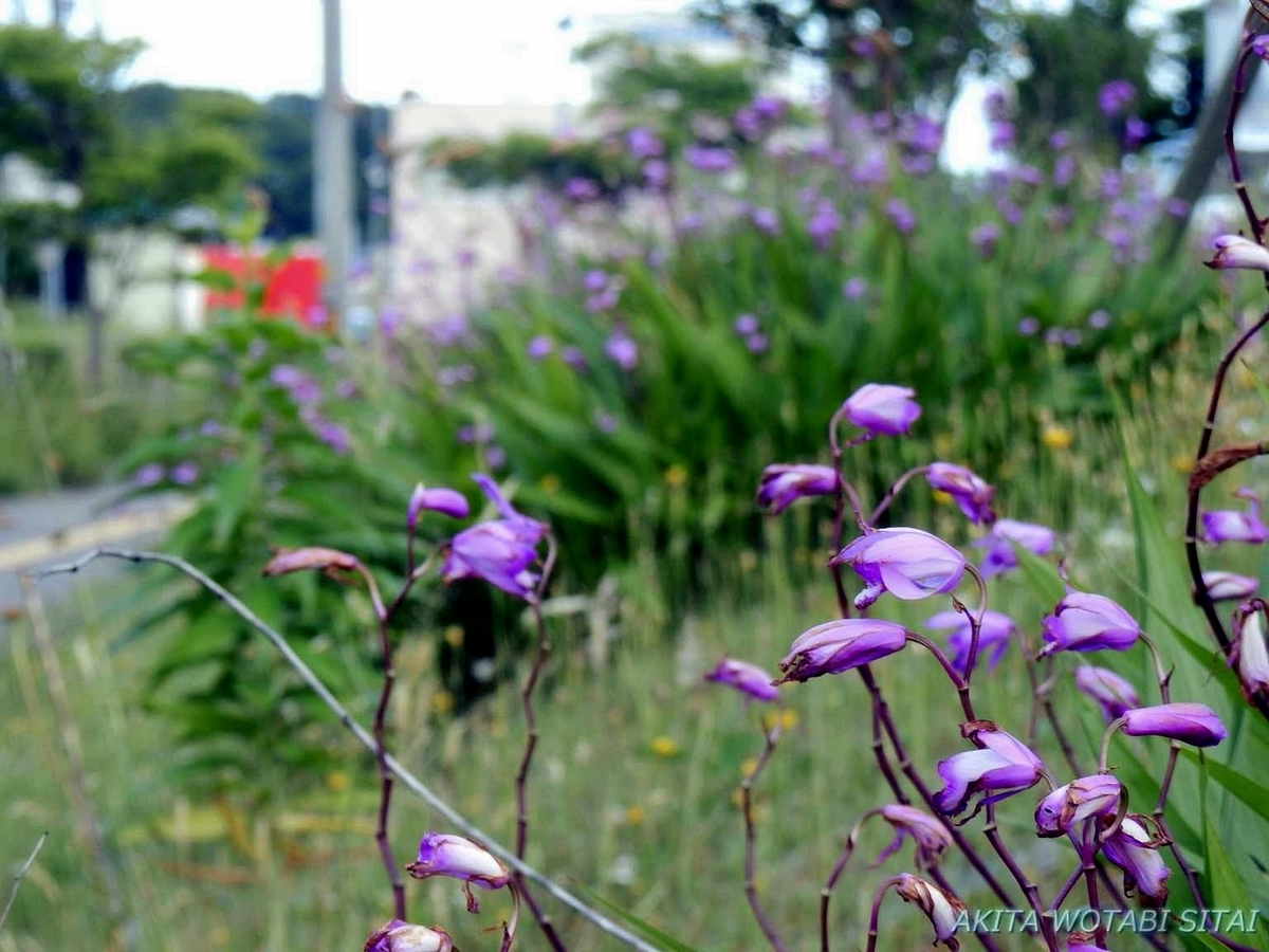 f:id:murabitosonoiti:20190619152454j:plain