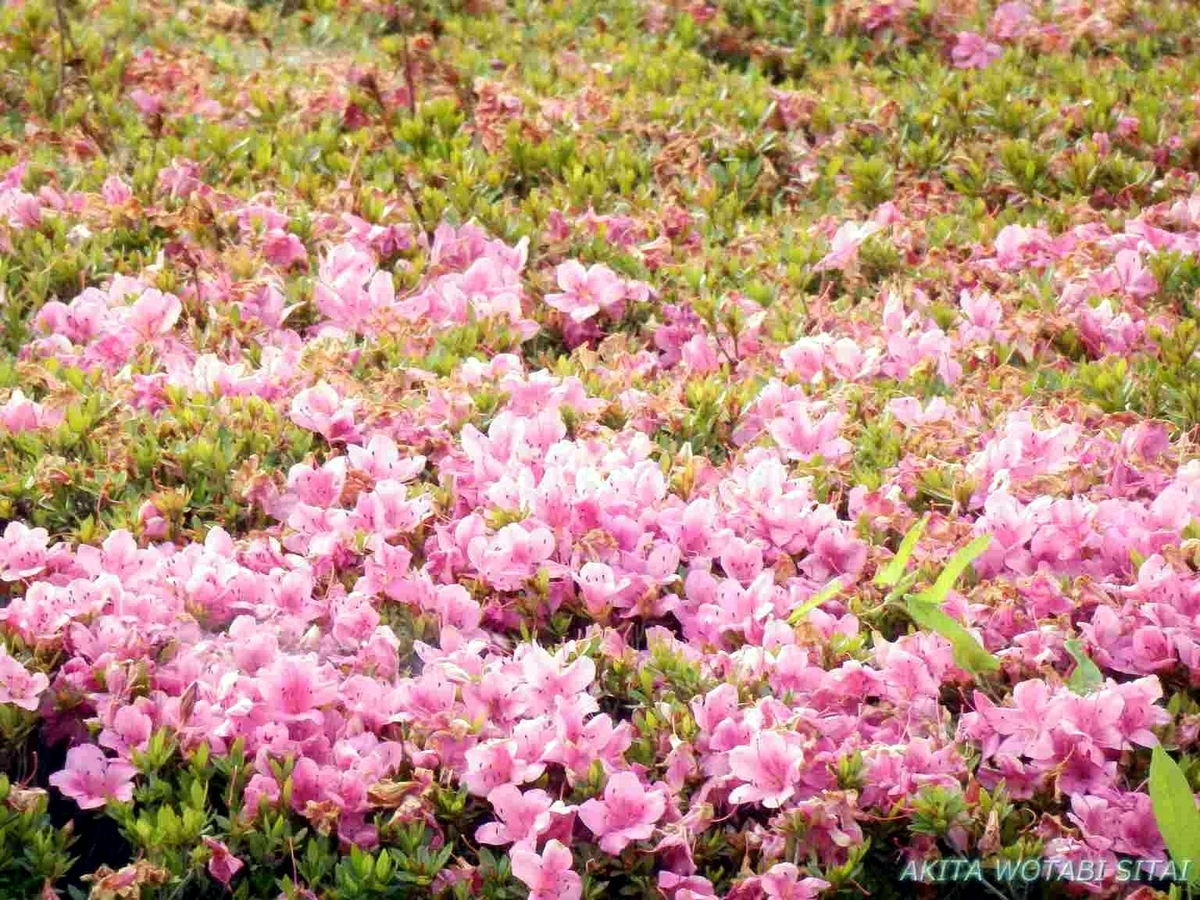 f:id:murabitosonoiti:20190619152623j:plain