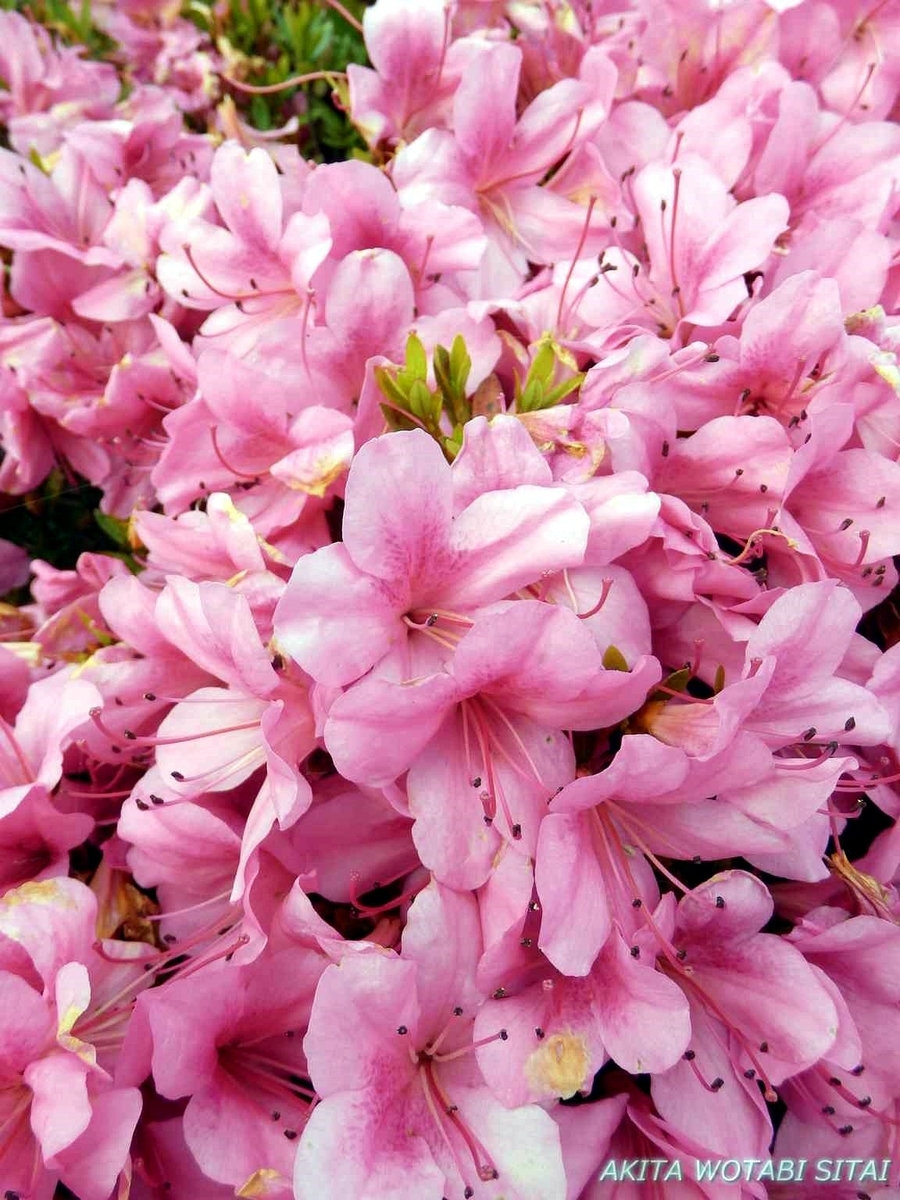 f:id:murabitosonoiti:20190619153259j:plain