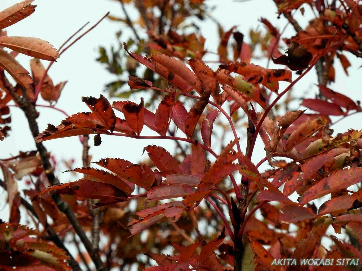 f:id:murabitosonoiti:20191018100130j:plain