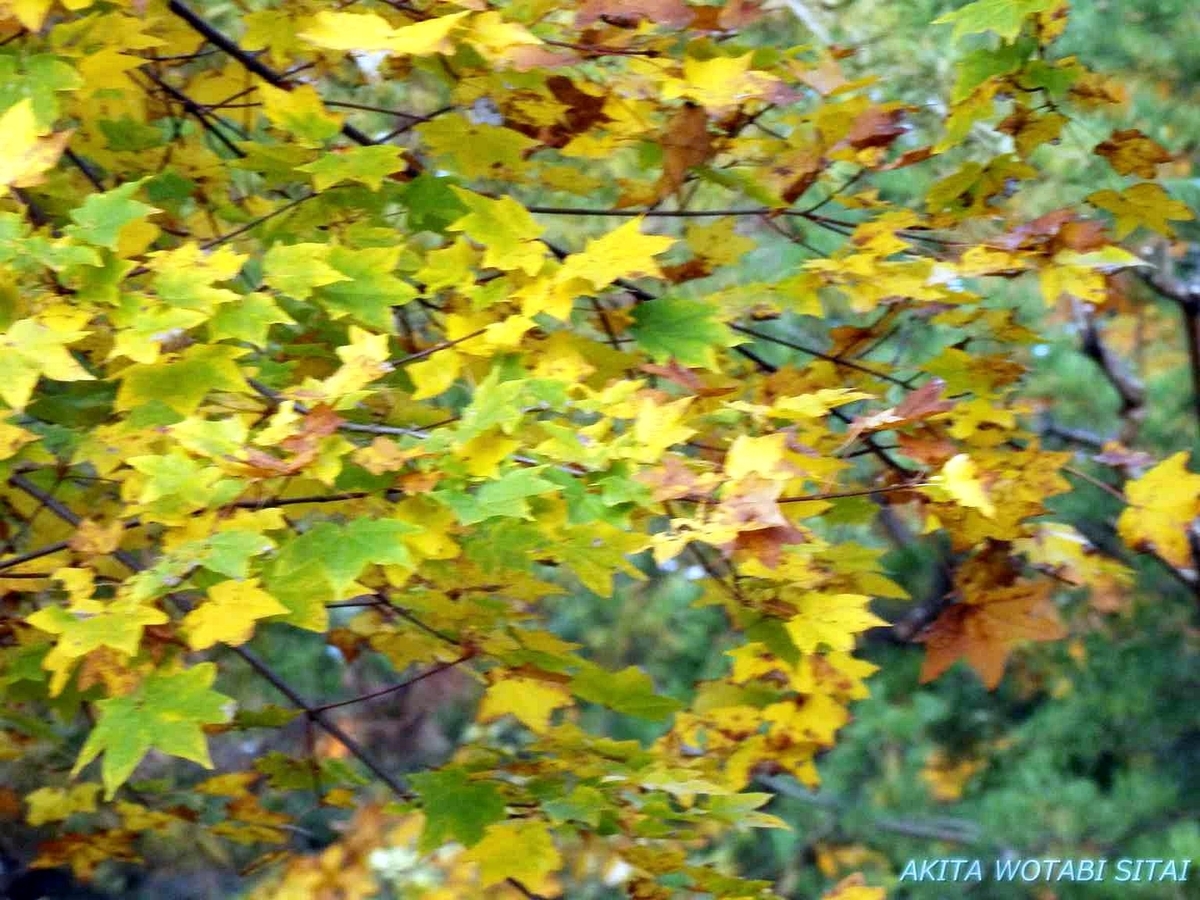 f:id:murabitosonoiti:20191031152403j:plain f:id:murabitosonoiti:20191031152403j:plain